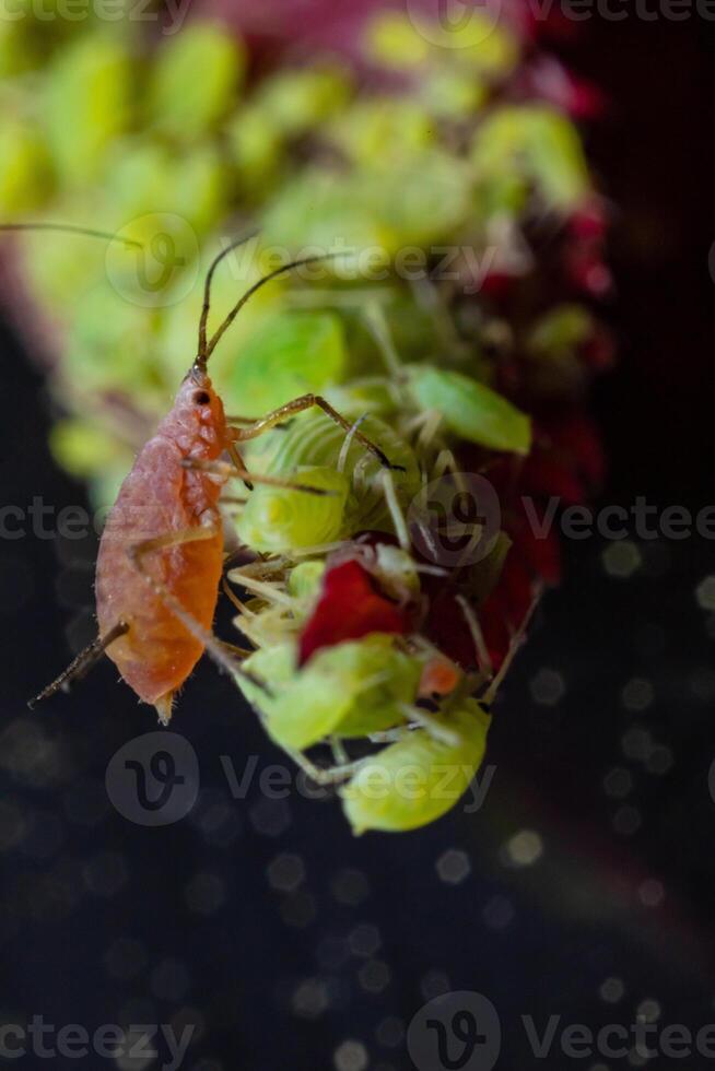 very close big macro portrait of aphids photo