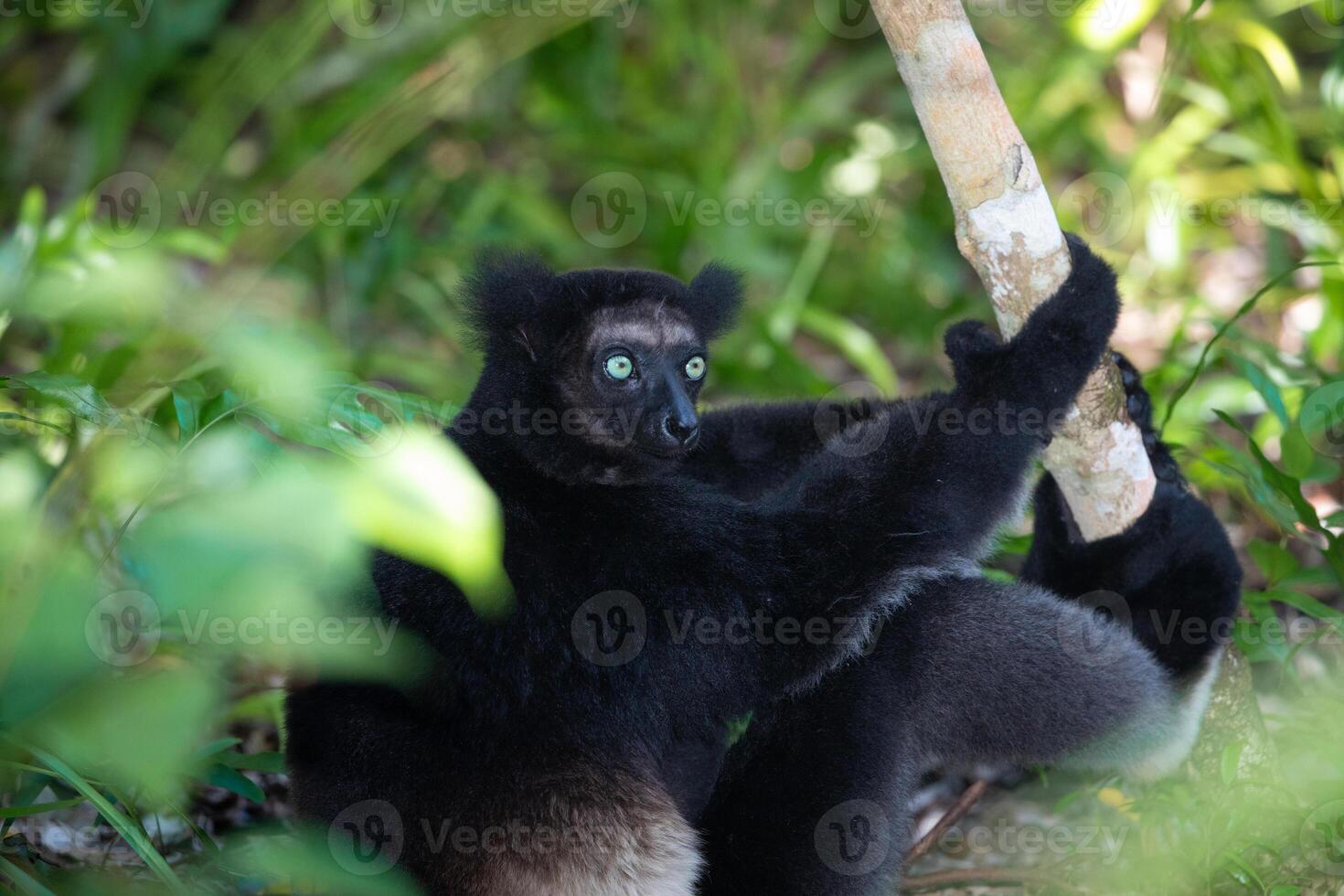 Lemur Indri indri, babakoto largest lemur from Madagascar photo