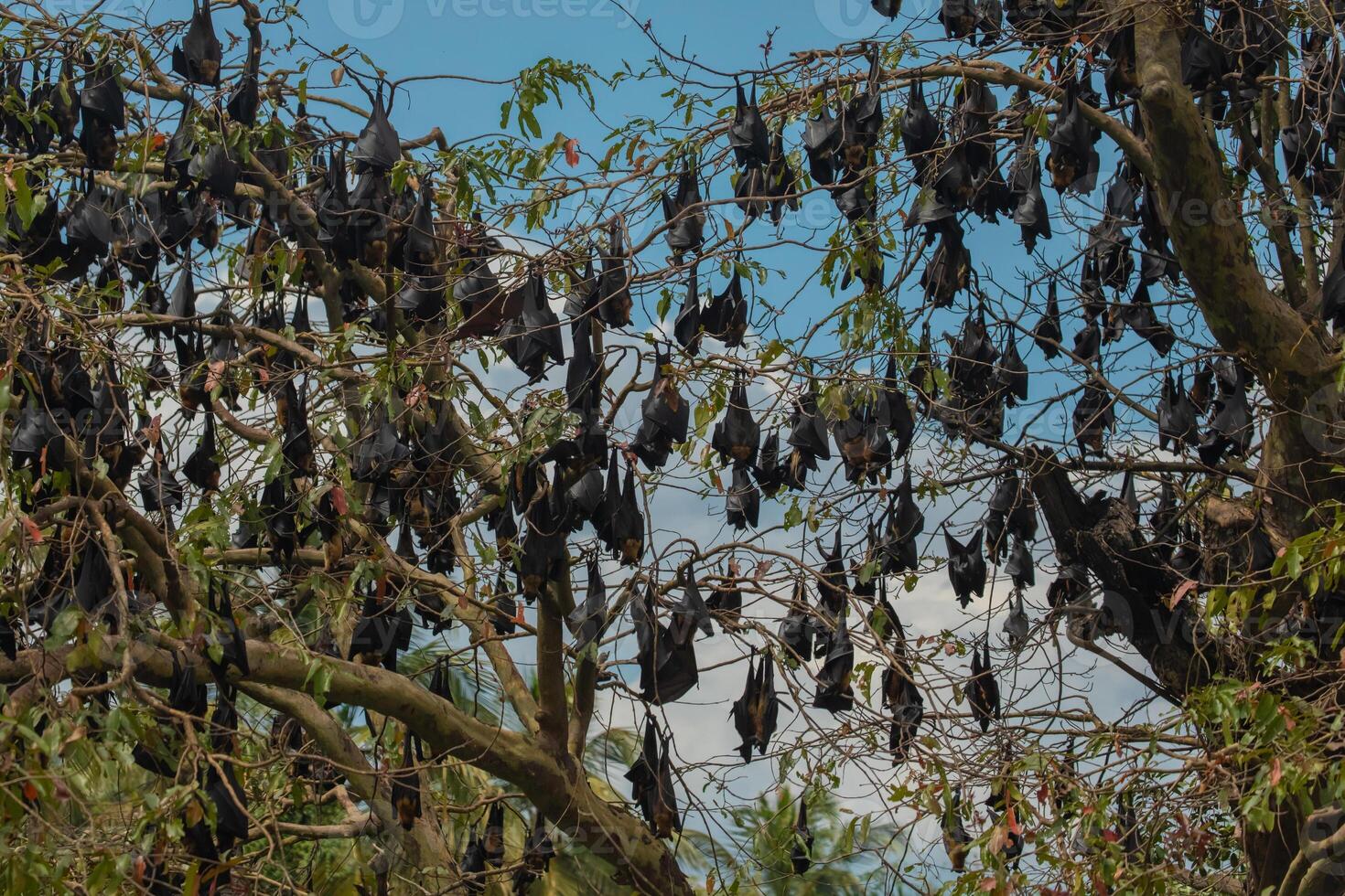 close-up hanging Mariana fruit bat Pteropus mariannus photo