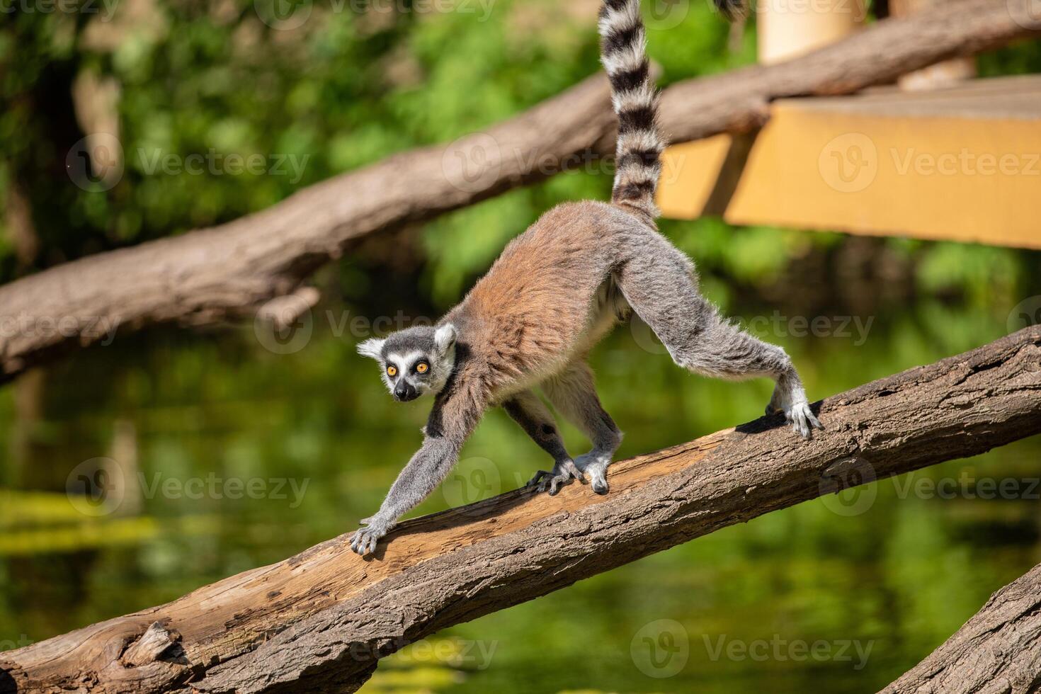 A small cute animal walks along a tree trunk. Endemic to Madagascar photo