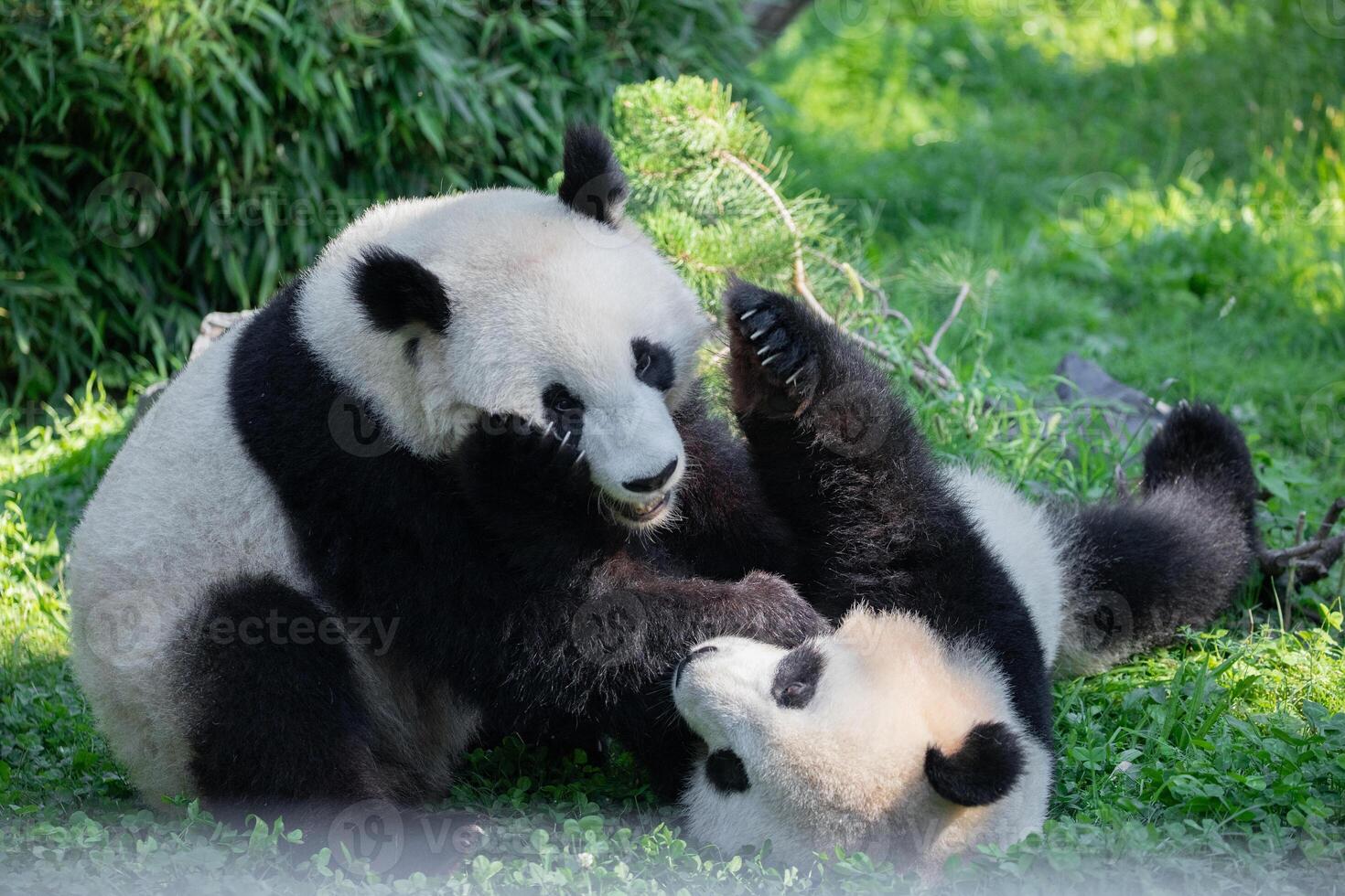 cheerful playing pandas on green lawn photo