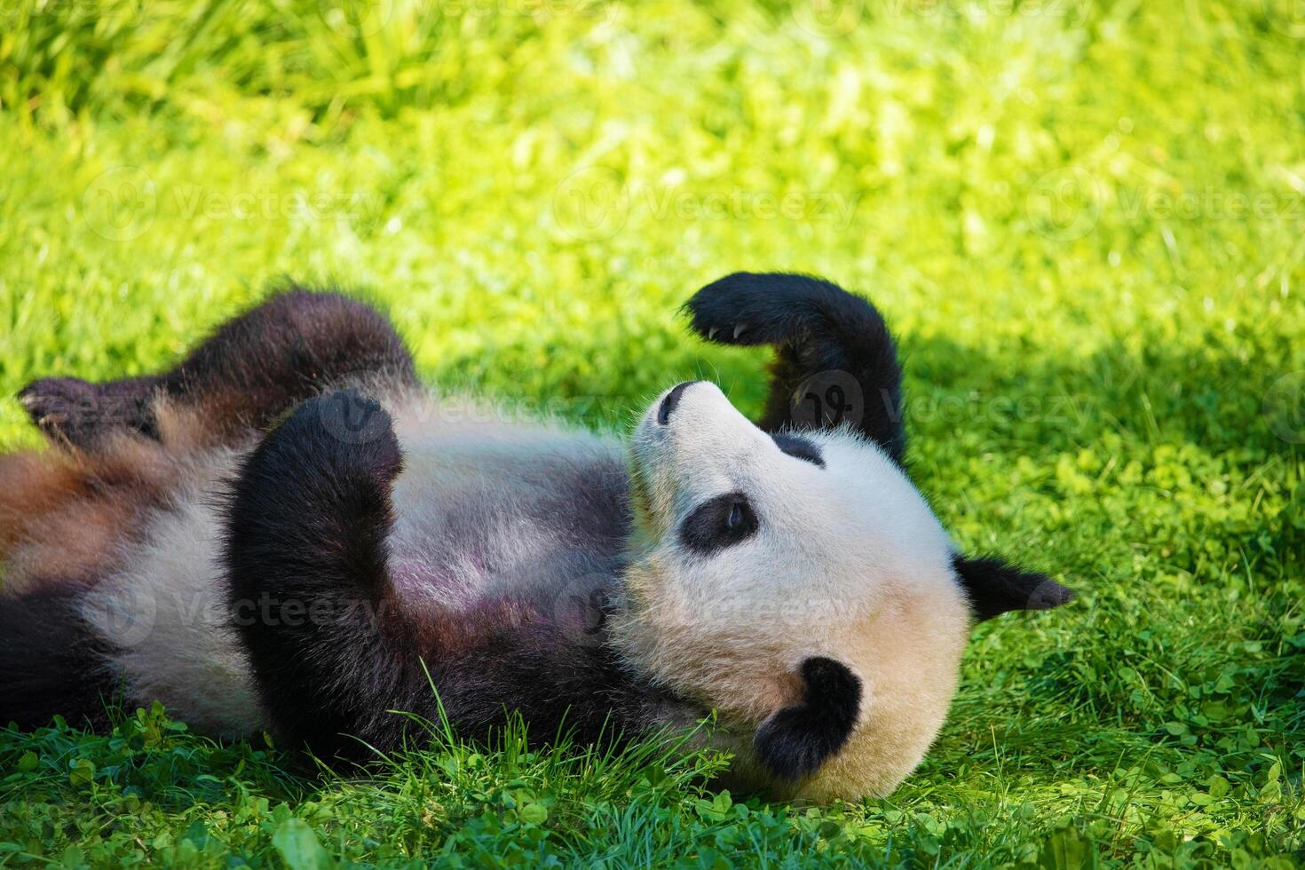 cheerful playing pandas on green lawn photo