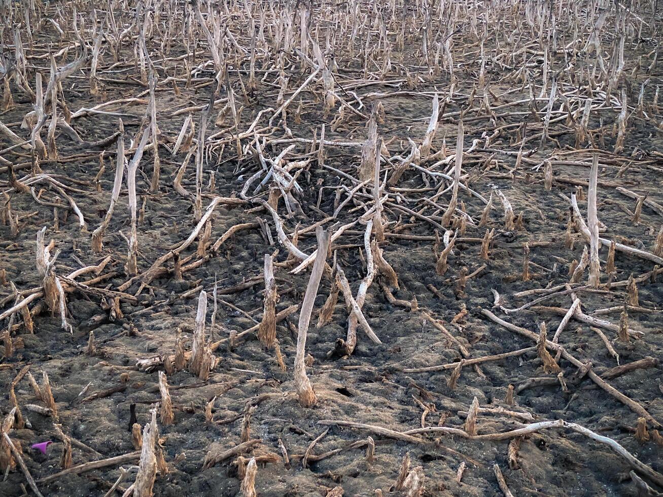 Destroyed mangrove forest scenery, Mangrove forests are destroyed and loss from the expansion of habitats. Expansion of habitats destruction the environment,mangrove forests degradation photo
