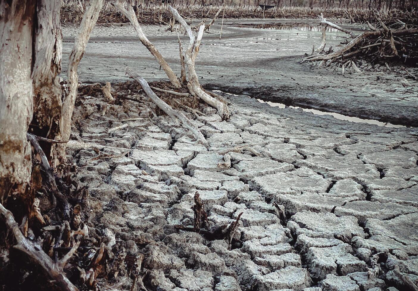 Destroyed mangrove forest scenery, Mangrove forests are destroyed and loss from the expansion of habitats. Expansion of habitats destruction the environment,mangrove forests degradation photo