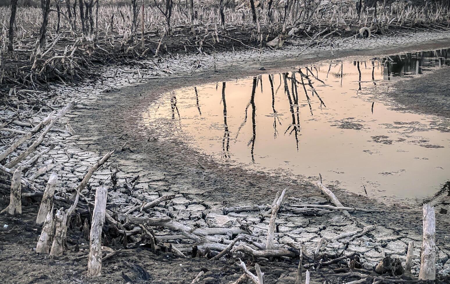 Destroyed mangrove forest scenery, Mangrove forests are destroyed and loss from the expansion of habitats. Expansion of habitats destruction the environment,mangrove forests degradation photo
