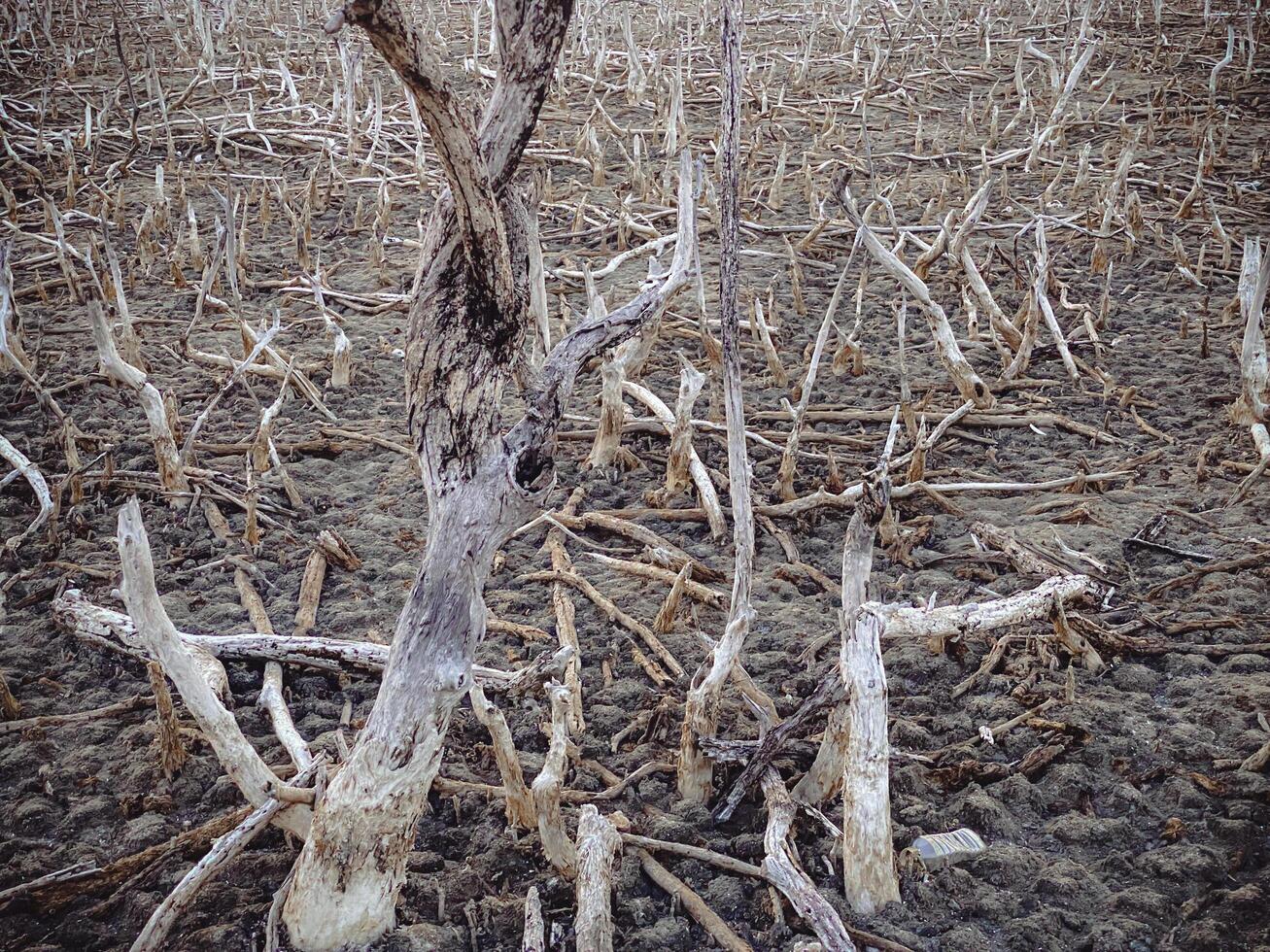 Destroyed mangrove forest scenery, Mangrove forests are destroyed and loss from the expansion of habitats. Expansion of habitats destruction the environment,mangrove forests degradation photo