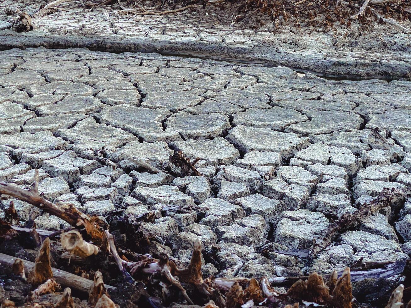 Destroyed mangrove forest scenery, Mangrove forests are destroyed and loss from the expansion of habitats. Expansion of habitats destruction the environment,mangrove forests degradation photo