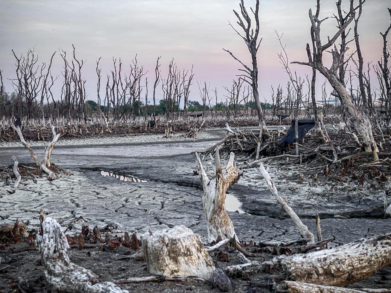Destroyed mangrove forest scenery, Mangrove forests are destroyed and loss from the expansion of habitats. Expansion of habitats destruction the environment,mangrove forests degradation photo