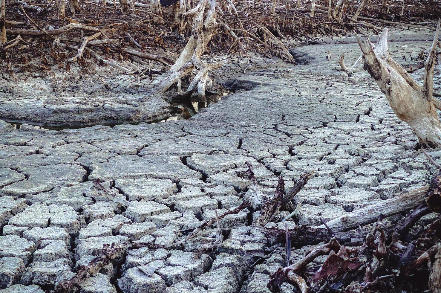 Destroyed mangrove forest scenery, Mangrove forests are destroyed and loss from the expansion of habitats. Expansion of habitats destruction the environment,mangrove forests degradation photo