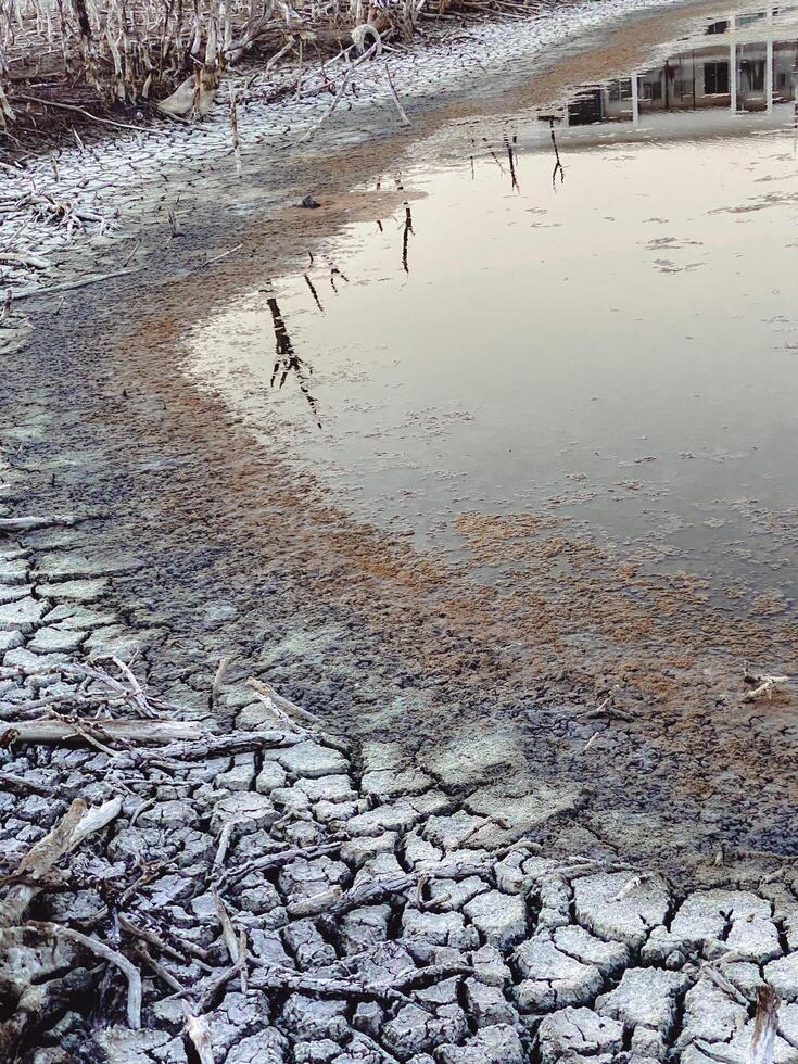 Destroyed mangrove forest scenery, Mangrove forests are destroyed and loss from the expansion of habitats. Expansion of habitats destruction the environment,mangrove forests degradation photo