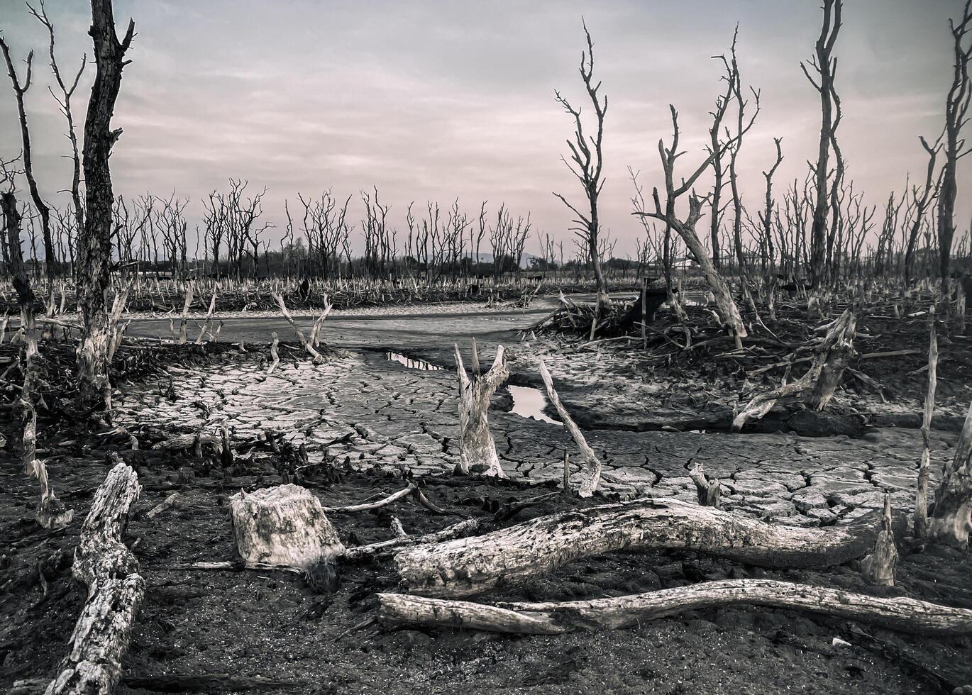 Destroyed mangrove forest scenery, Mangrove forests are destroyed and loss from the expansion of habitats. Expansion of habitats destruction the environment,mangrove forests degradation photo
