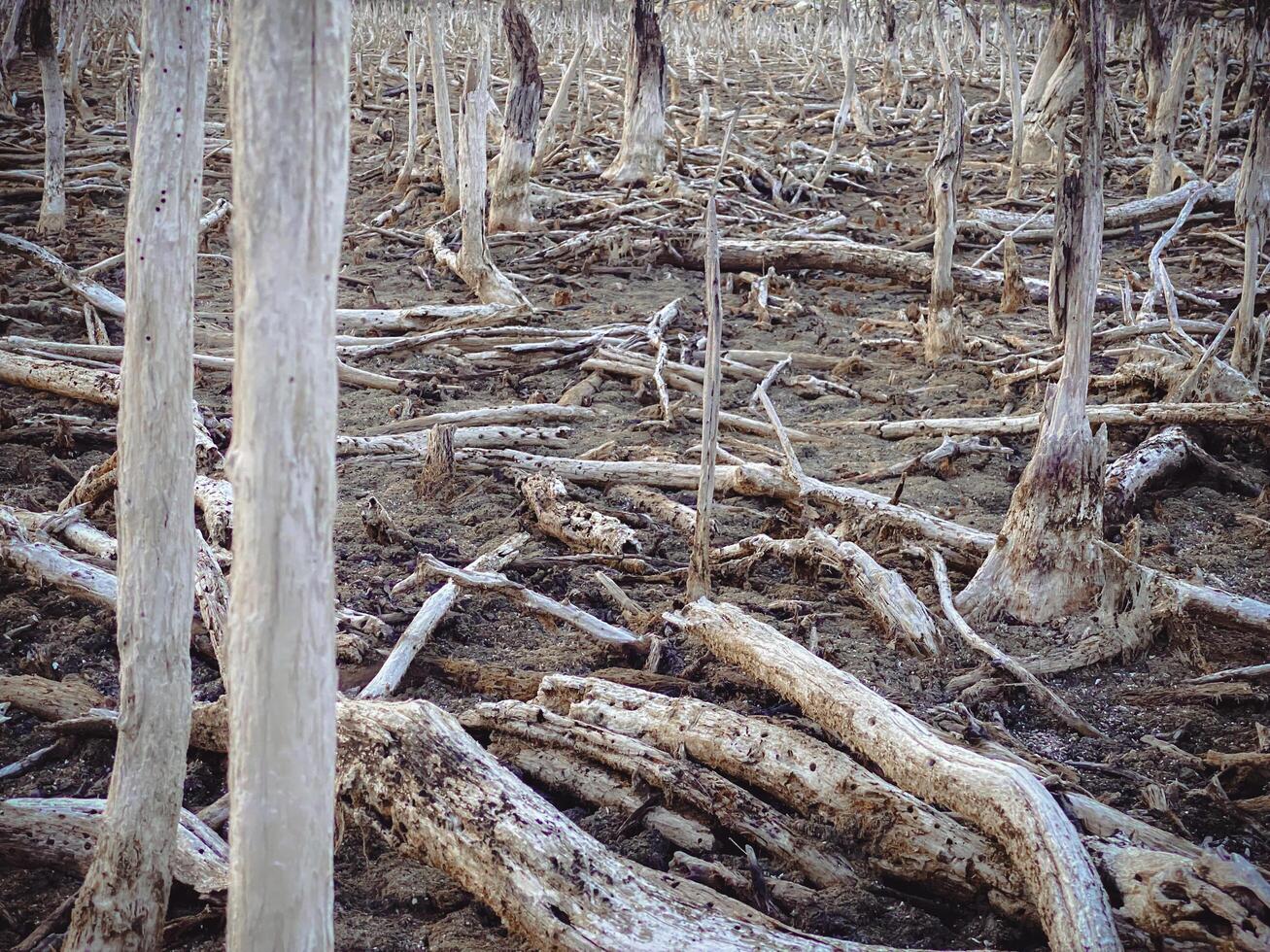 Destroyed mangrove forest scenery, Mangrove forests are destroyed and loss from the expansion of habitats. Expansion of habitats destruction the environment,mangrove forests degradation photo