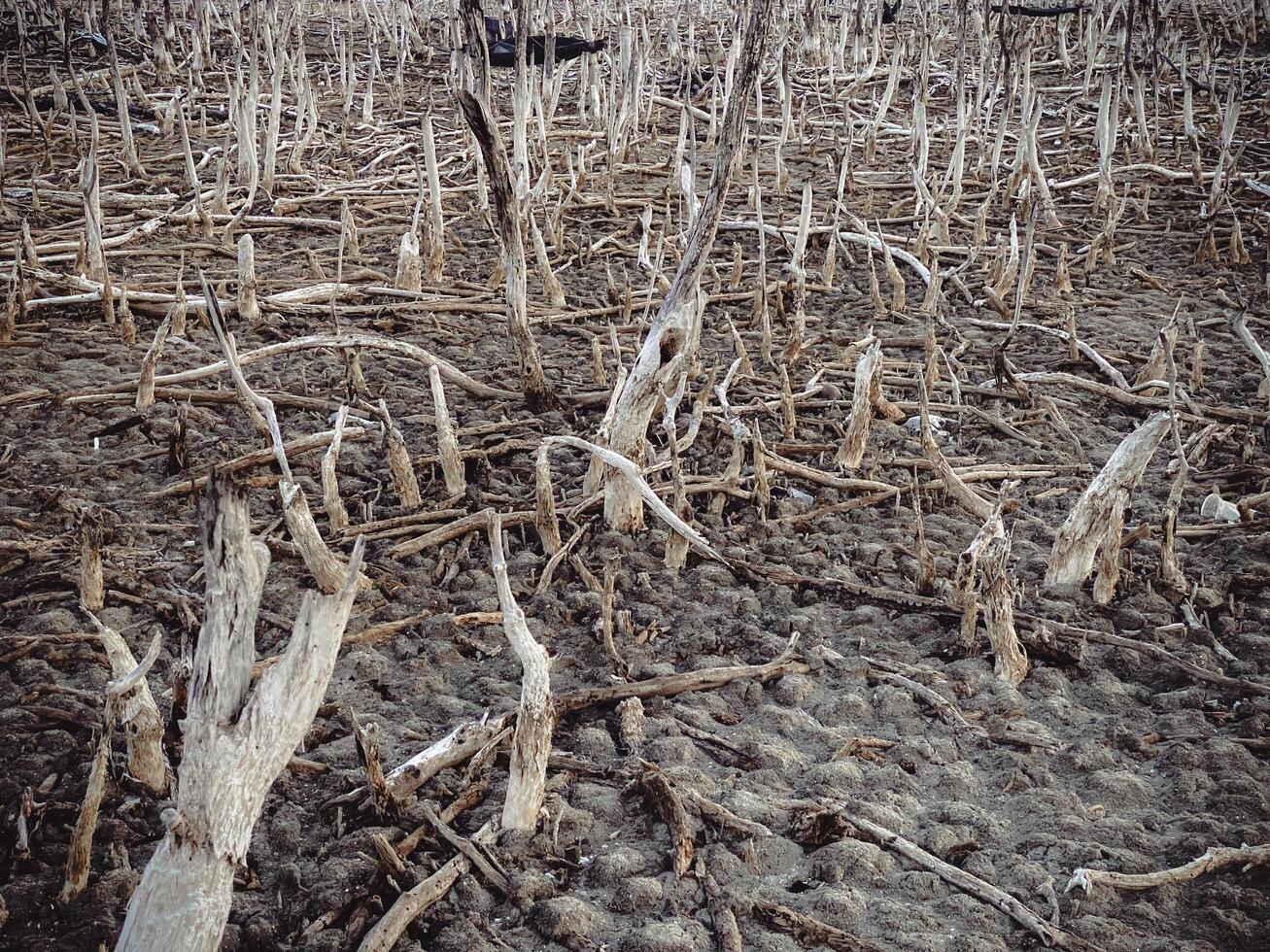 Destroyed mangrove forest scenery, Mangrove forests are destroyed and loss from the expansion of habitats. Expansion of habitats destruction the environment,mangrove forests degradation photo
