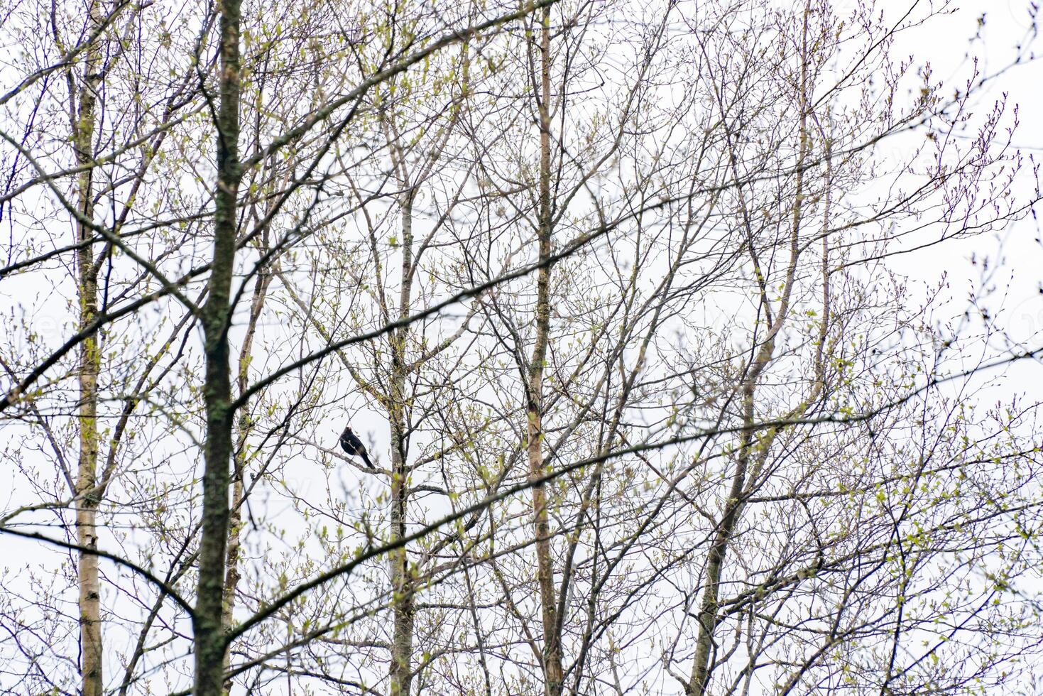 A small bird sits on a bare tree branch amidst the budding leaves of early spring. Ideal for nature photography, wildlife studies, or seasonal-themed projects photo