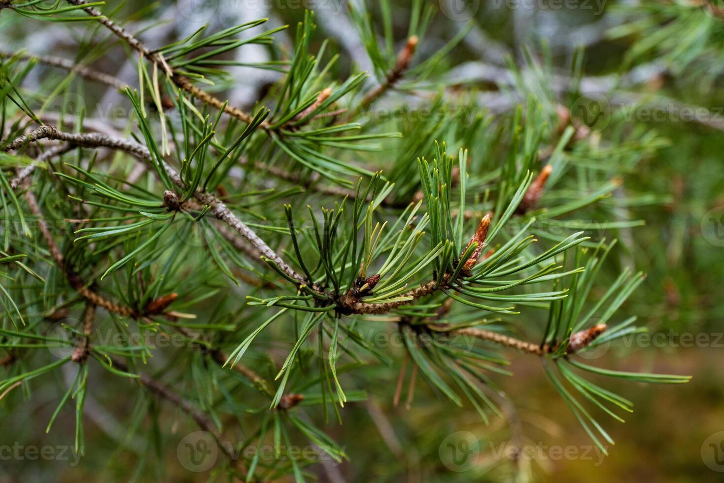 Detailed close-up of a pine tree branch with fresh, green needles. Perfect for nature, botany, and forest-themed projects. photo