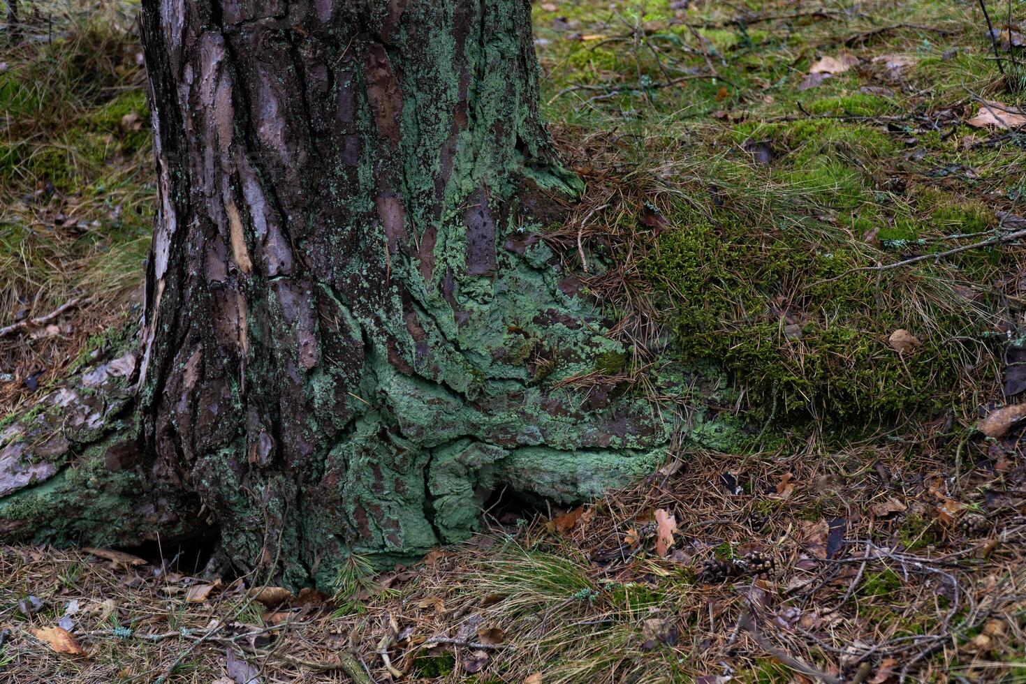 A detailed close-up of a tree base covered in green moss and lichen, showcasing the intricate textures and natural forest floor elements. Perfect for nature, botanical, and forest-themed projects photo