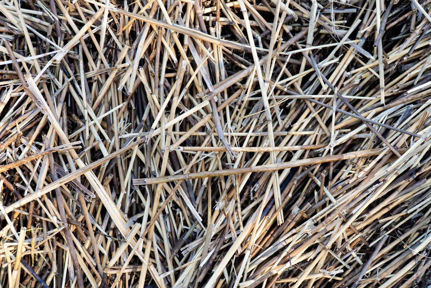 High-resolution close-up of straw hay, showcasing its natural texture and intricate details. Ideal for creating unique backgrounds and patterns for various design projects photo