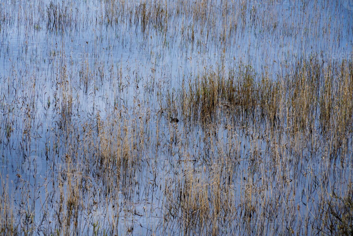 Serene image of a duck swimming in calm wetland waters surrounded by reeds. Perfect for themes of nature, wildlife, and tranquility photo
