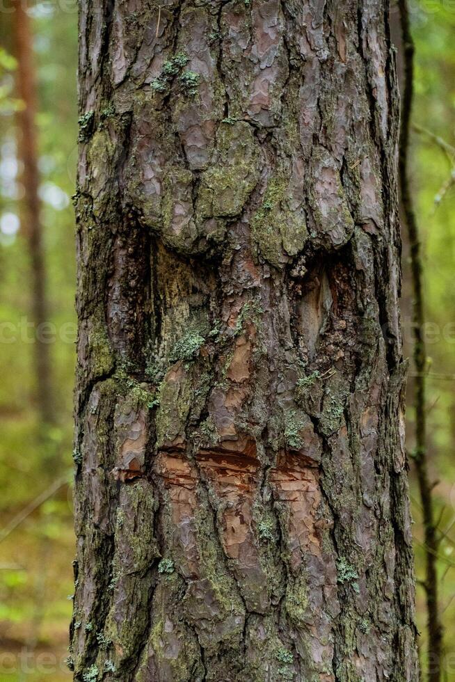 Forest Tree with a Natural Face Pattern on Its Trunk photo