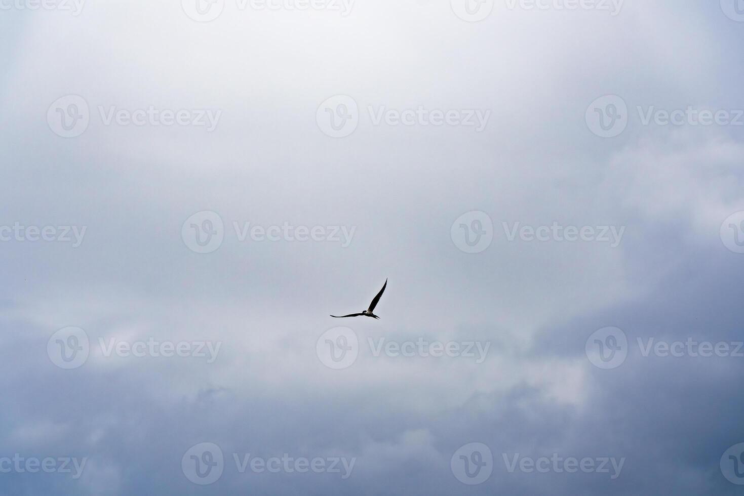 Image of a solitary seagull soaring in an overcast sky. Ideal for themes of freedom, nature, and birdwatching photo