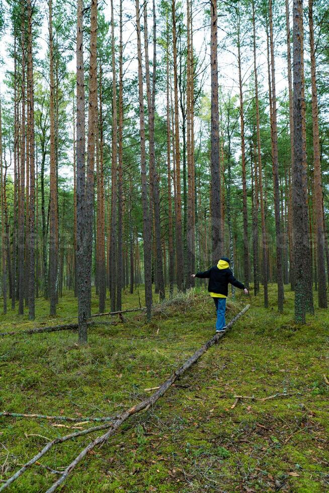 Image of a woman balancing on a fallen log in a dense pine forest. The scene captures a moment of outdoor adventure and nature exploration, ideal for themes related to hiking, balance, and woodland scenery photo