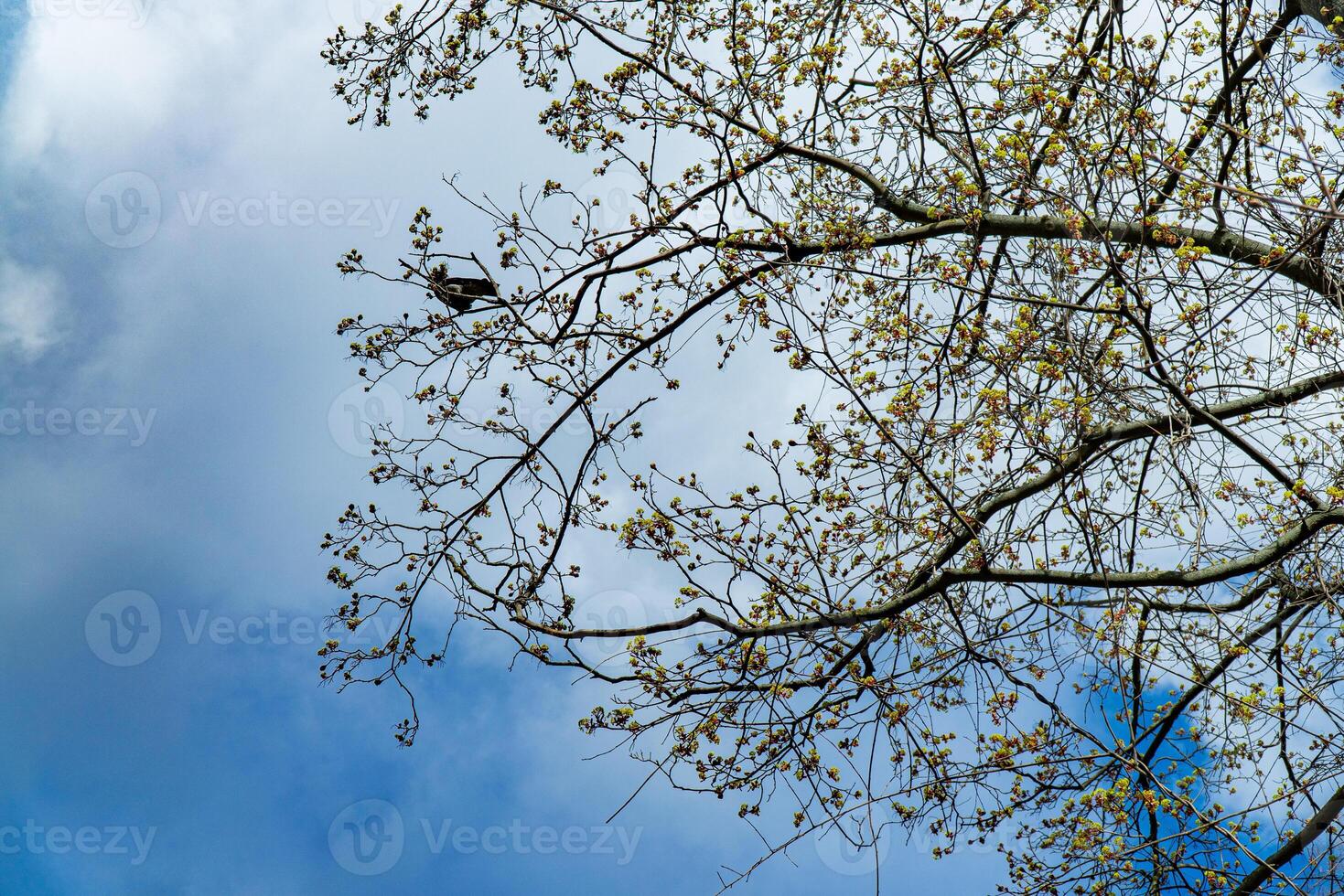 A tranquil scene of a small bird perched on the delicate, blossoming branches of a tree. The background features a vivid blue sky with soft clouds, capturing the essence of spring photo
