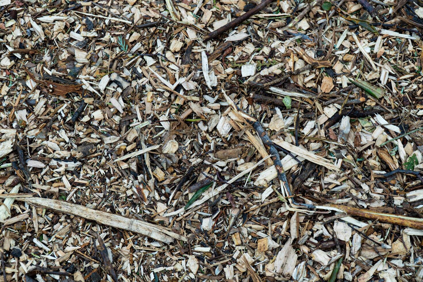 A detailed close-up of wood chips, perfect for use as natural mulch in gardening and landscaping projects. This texture background showcases various shades of brown and beige with small pieces of wood, bark, and leaves photo