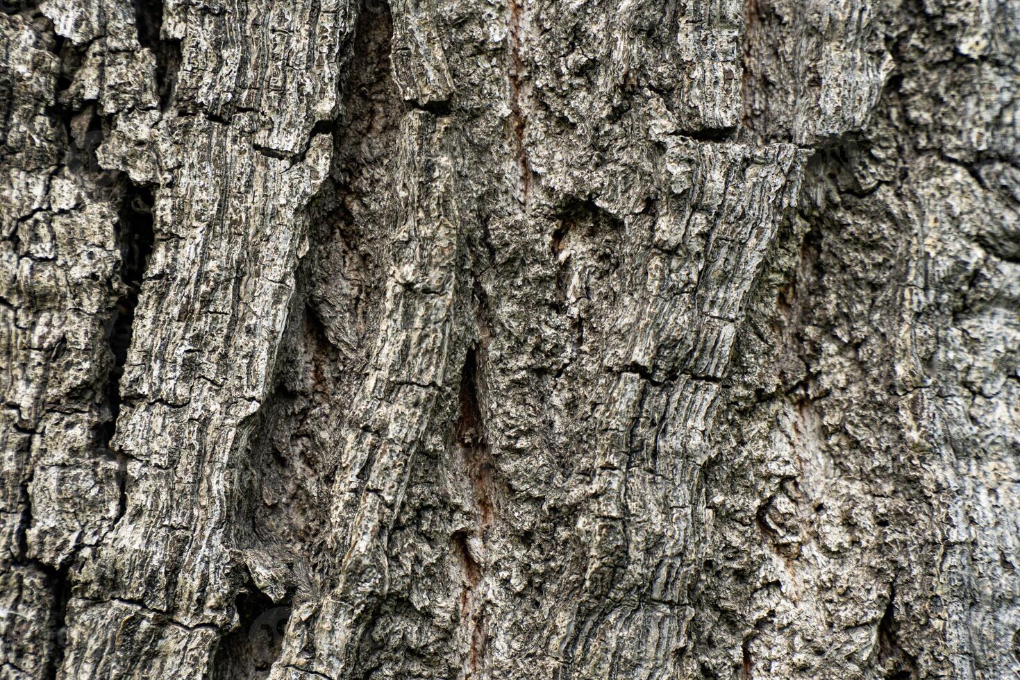 A detailed close-up shot of tree bark, showcasing the intricate textures and patterns of the rough, aged surface. Ideal for use as a natural texture background or in environmental and forestry-related projects. photo