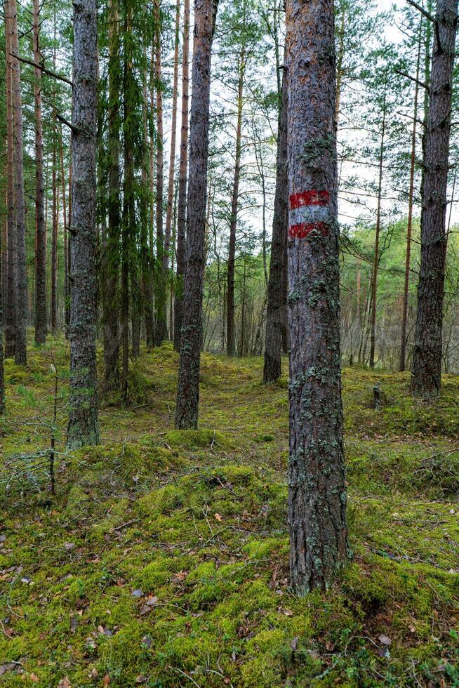 Explore a captivating forest scene showcasing a marked tree and lush green moss undergrowth. Perfect for environmental themes and nature backgrounds photo