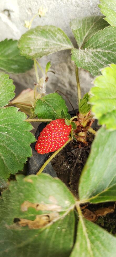 Portrait selective focus of Fragaria Ananassa or strawberry fruit that look ripe in a pot next to the house. photo