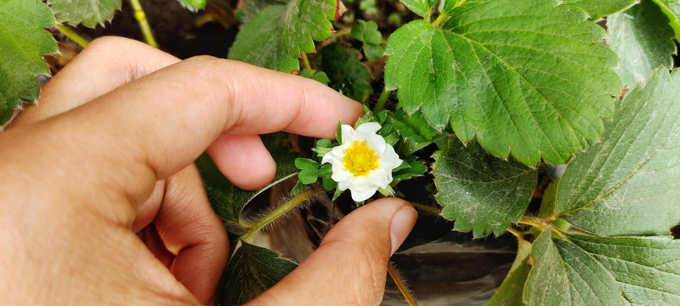 Man holding Fragaria Ananassa flowers or strawberry plants blooming in the garden photo