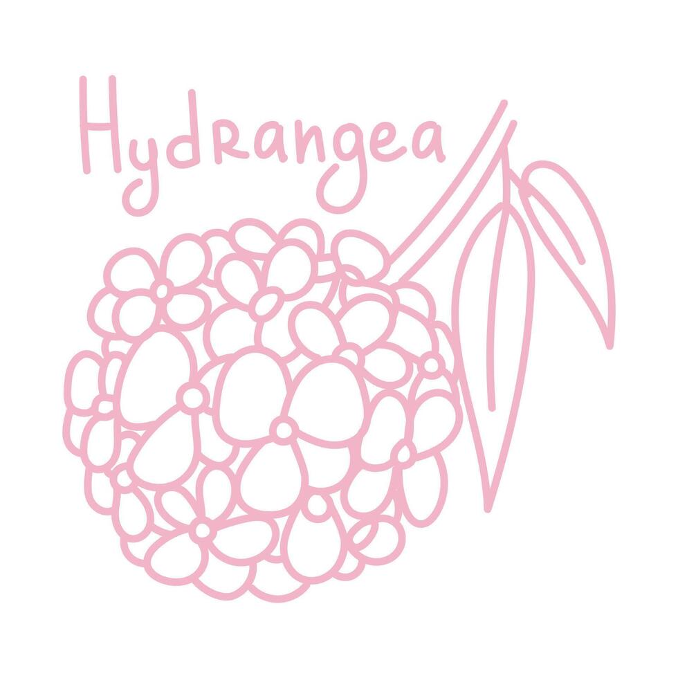 Doodle illustration in the form of a pink hydrangea with a cute name. Isolated hand-drawn drawing with a wide line. shades of pink on white. Romantic silhouette for a holiday on postcards for wedding vector