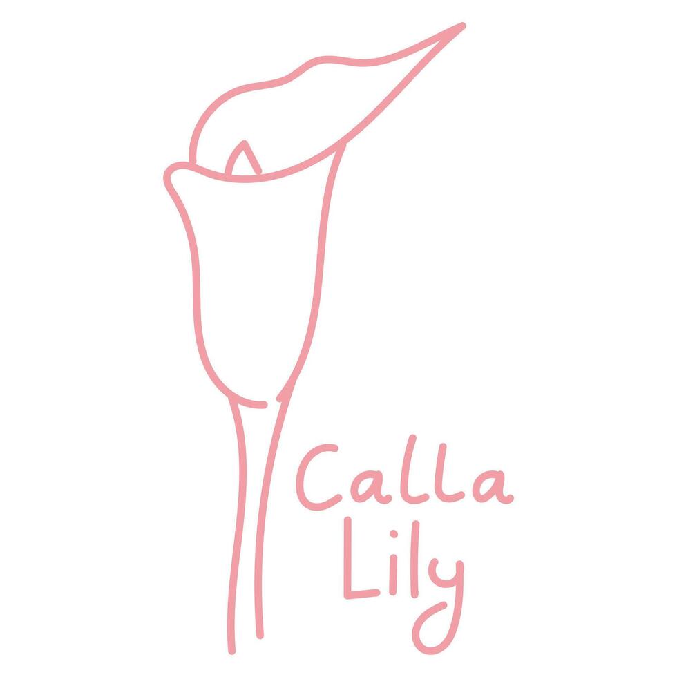 Doodle illustration in the form of a pink calla lily with a cute name. Isolated hand-drawn drawing with a wide line. shades of pink on white. Romantic silhouette for a holiday on postcards for wedding vector