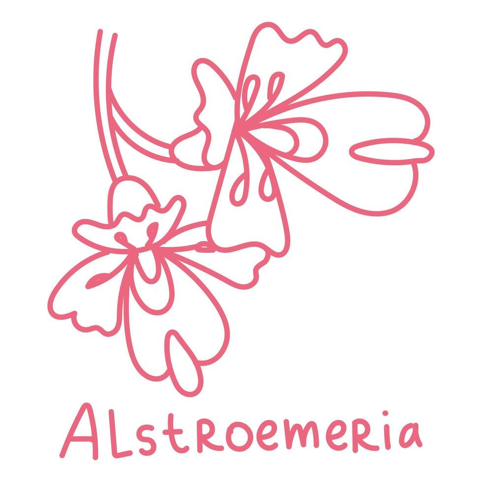 Doodle illustration in the form of a pink alstroemeria with a cute name. Isolated hand-drawn drawing with a wide line. shades of pink on white. Romantic silhouette for a holiday on postcards vector