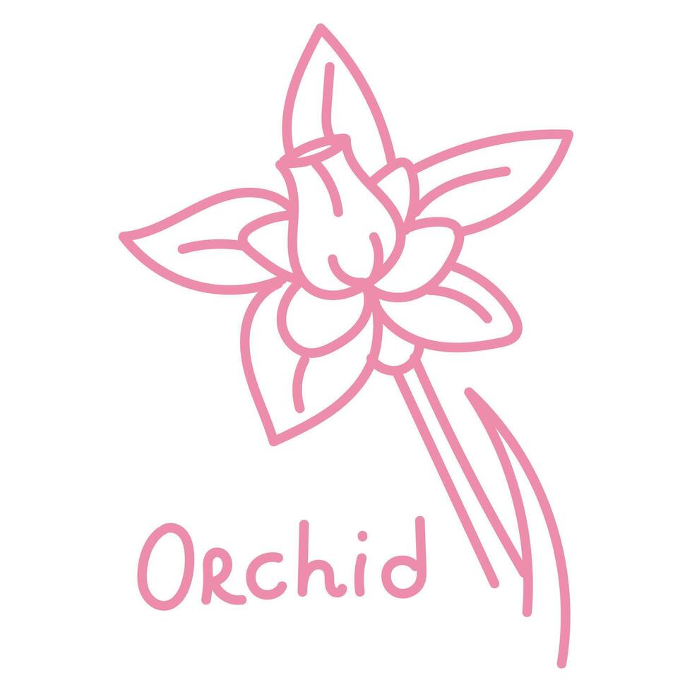 Doodle illustration in the form of a pink orchid with a cute name. Isolated hand-drawn drawing with a wide line. shades of pink on white. Romantic silhouette for a holiday on postcards for a wedding vector