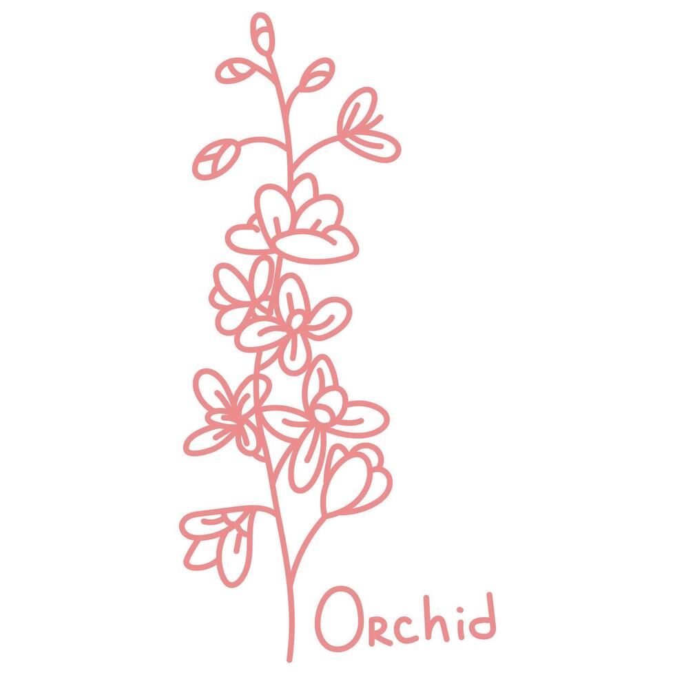 Doodle illustration in the form of a pink orchid branch with a cute name. Isolated hand-drawn drawing with a wide line. shades of pink on white. Romantic silhouette for a holiday on postcards wedding vector