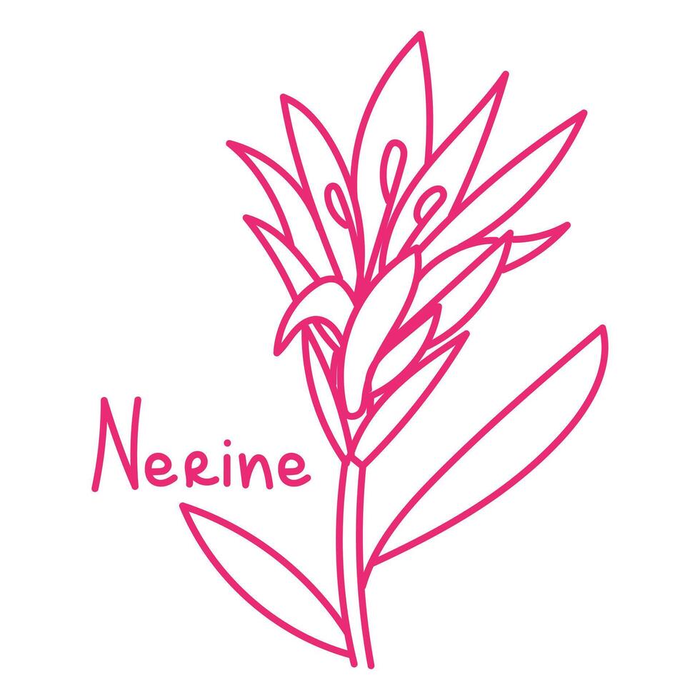 Doodle illustration in the form of a pink nerine with a cute name. Isolated hand-drawn drawing with a wide line. shades of pink on white. Romantic silhouette for a holiday on postcards for a wedding vector