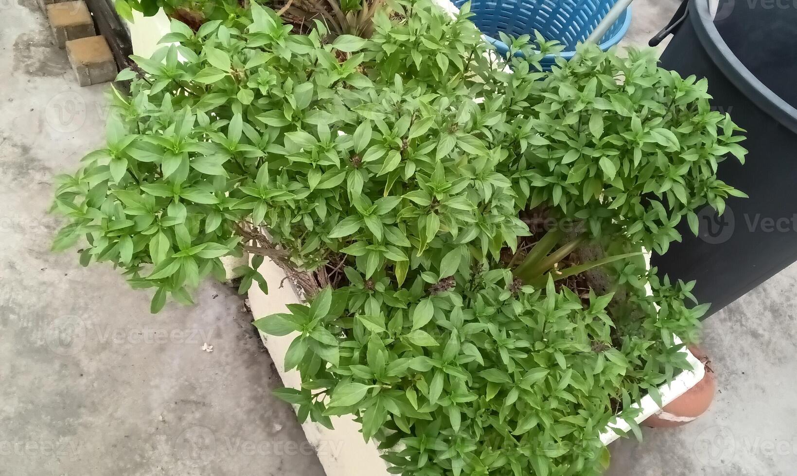 Green basil background photo