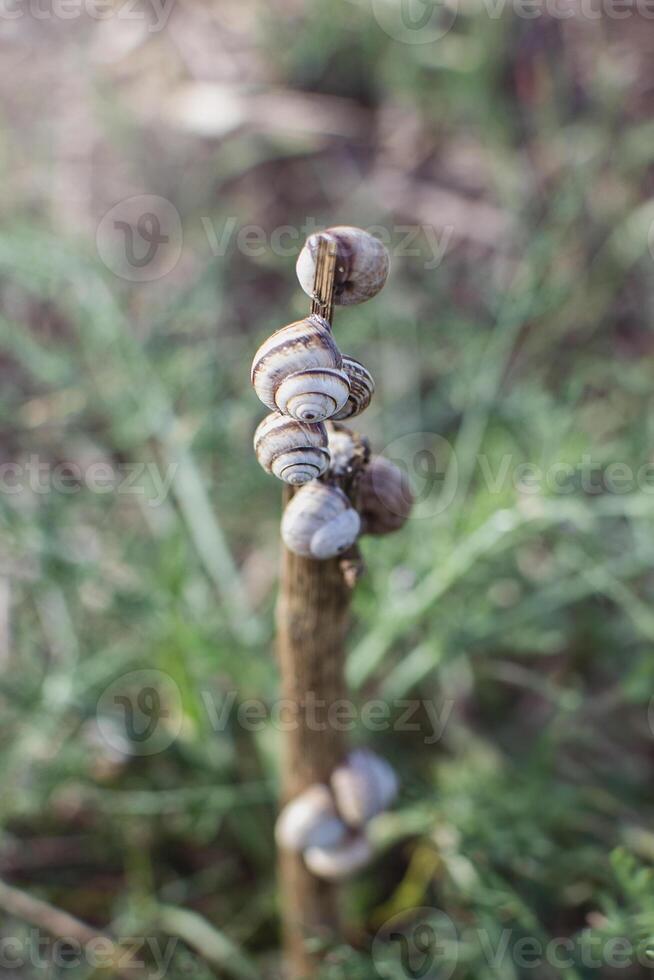 Group of snails attached to a branch. photo