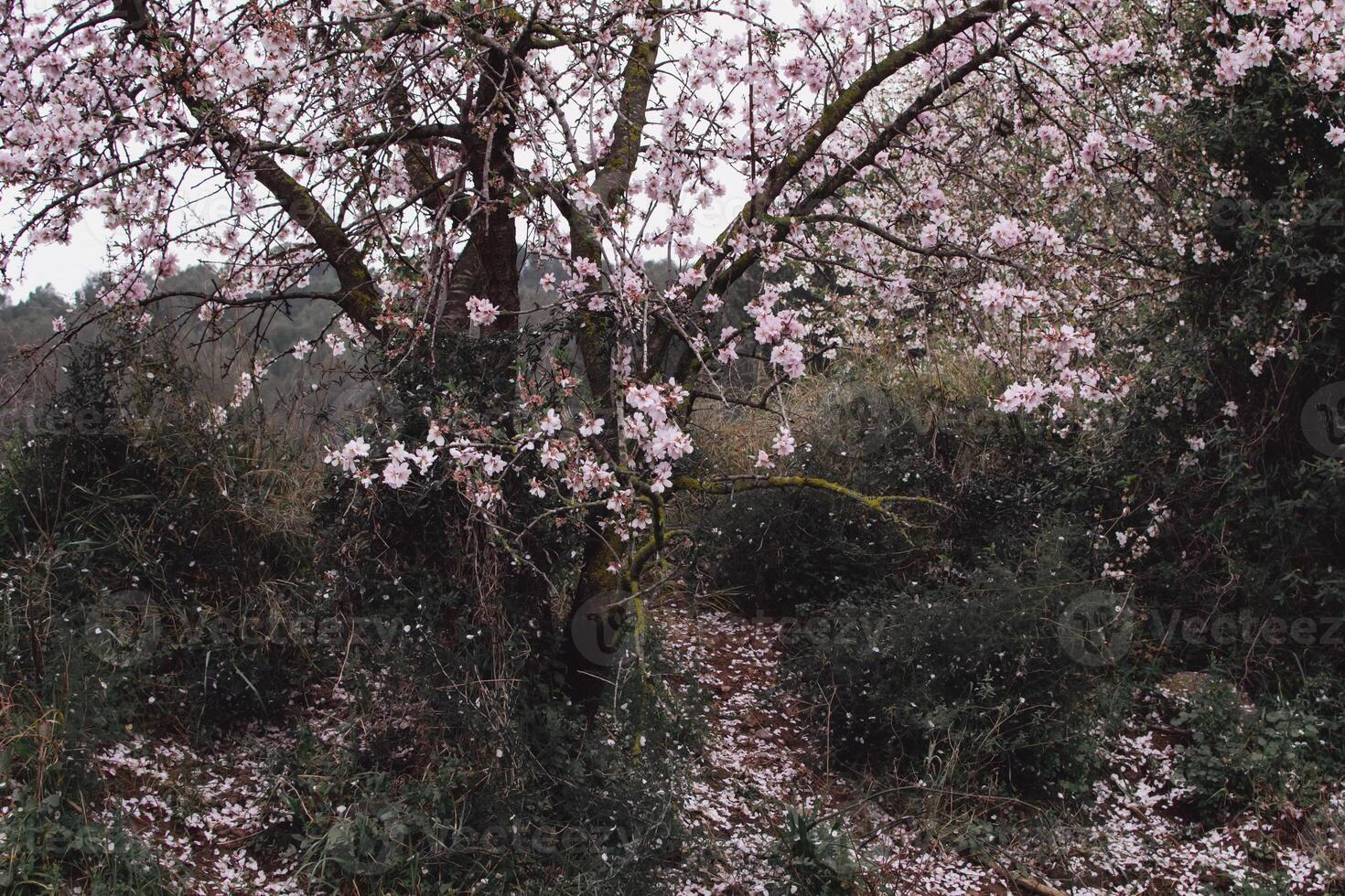 Ground full of cherry blossoms falling from a tree. photo