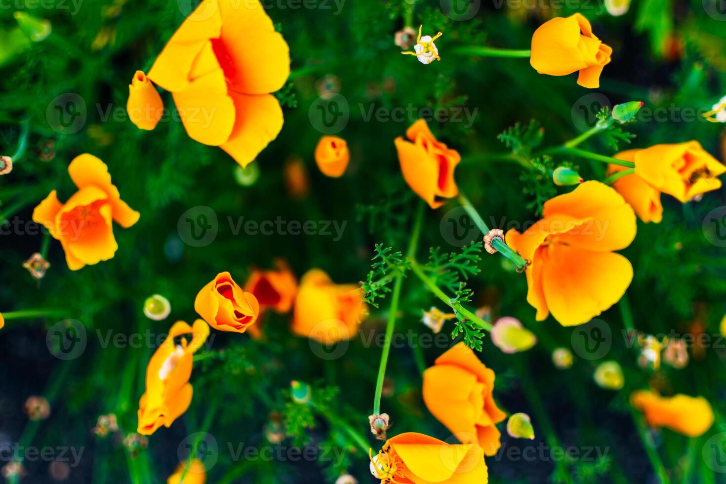 California golden poppy, pretty orange ornamental flower, eschscholzia photo