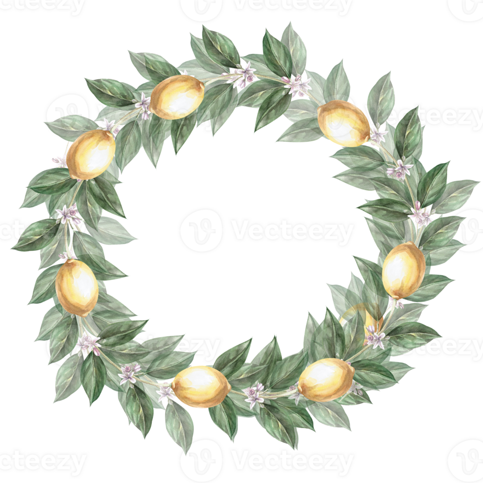 Lemon branch decorated into a wreath in a watercolor illustration . Hand drawn lemons for cookbooks, lemonade, restaurant menu design, bar, cards. png