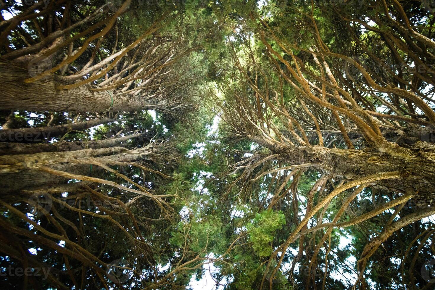 Looking up to the trees in a forest photo