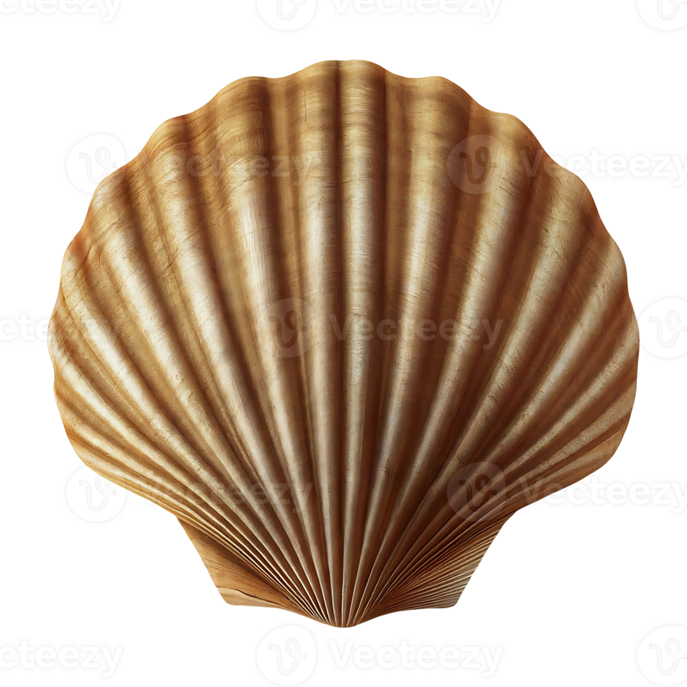 clam shell on transparent background highly detailed png