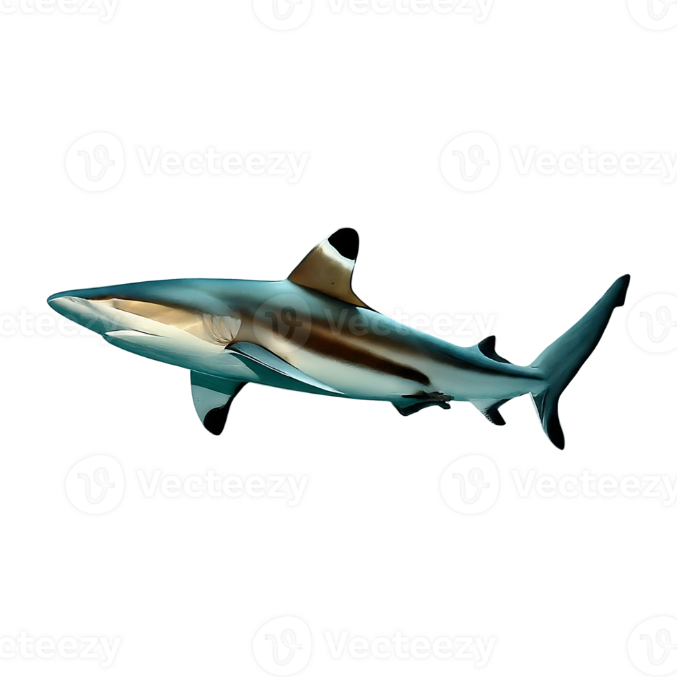 silvertip shark on transparent background highly detailed png