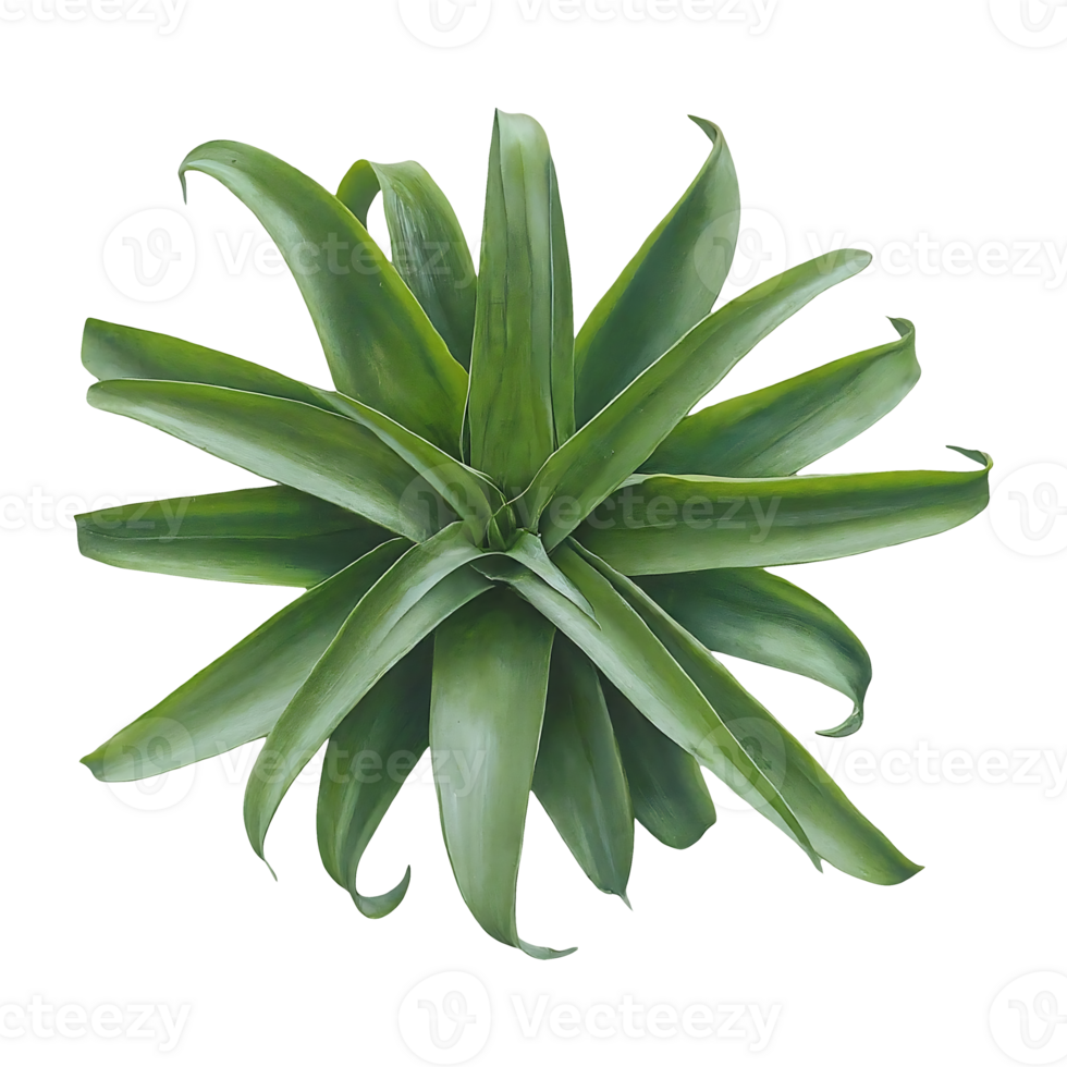 trachyphyllia on transparent background highly detailed png