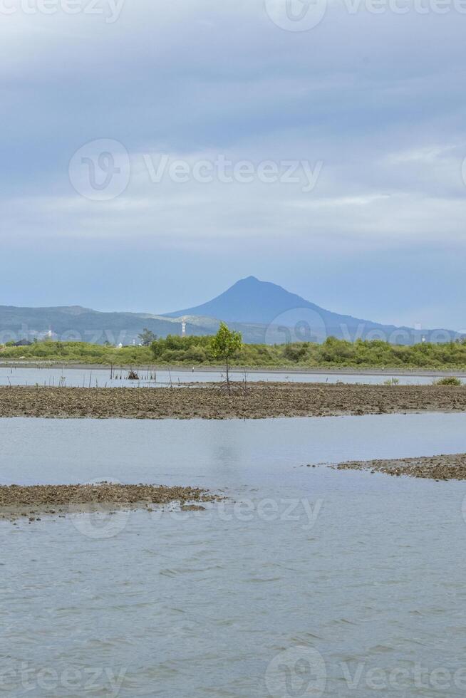 Mangrove forest at the tip of Sumatra photo