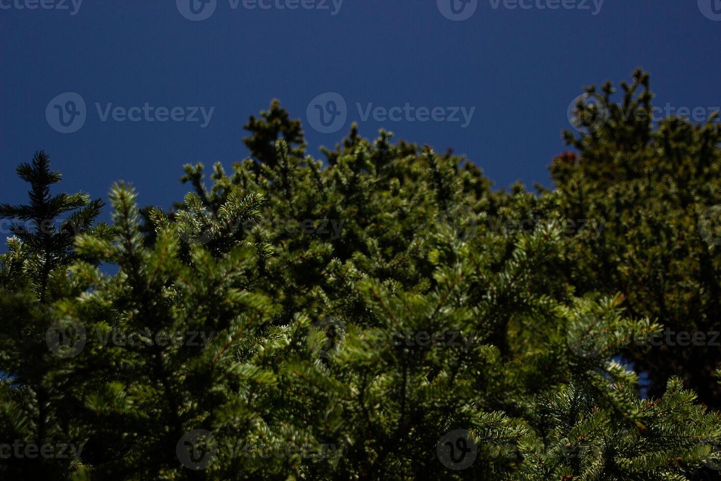 Tree branches seen from the ground photo