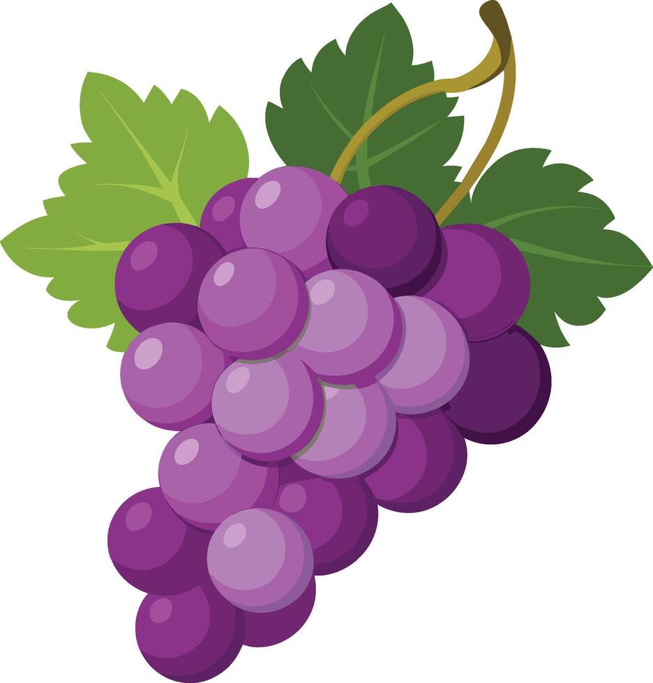 Bunch of purple grapes hanging on the vine vector