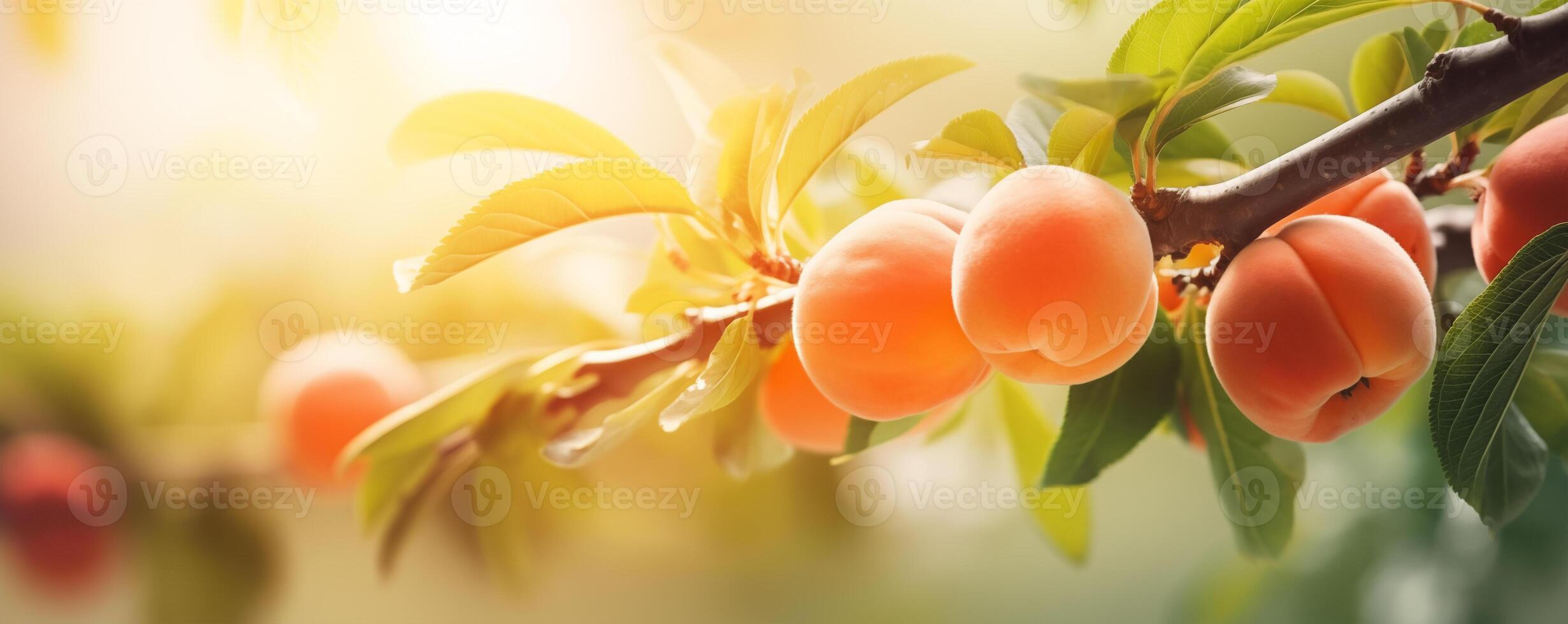 Peach tree close up, fruit orchard background with copy space photo